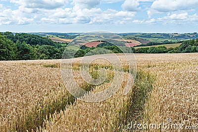 Tracks running off through a golden corn field with views across colourful fields in the Devonshire countryside Stock Photo