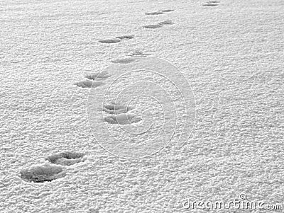 Tracks in the snow Stock Photo