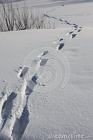 tracks on the snow. Stock Photo