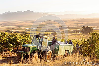 A tractor carrying farm workers into the field to harvest grapes Editorial Stock Photo
