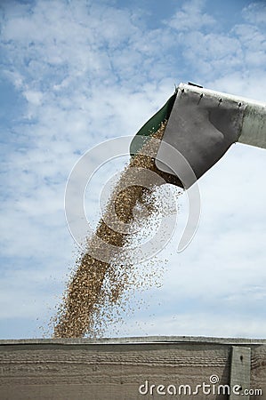 Tractor and combine harvested Stock Photo