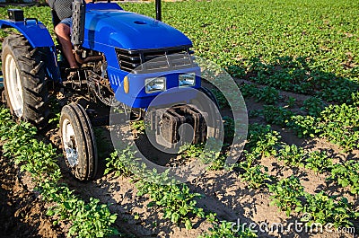 Tractor is driving across field. Potato plantation. Young potatoes bushes. Agroindustry and agribusiness. Field work cultivation Stock Photo