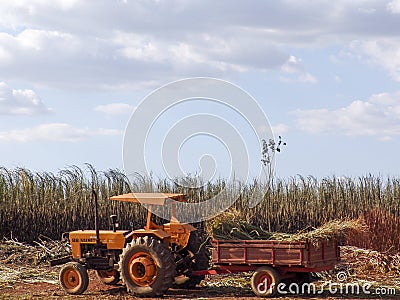 Tractor in labour harvest sugar cane Editorial Stock Photo