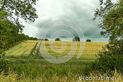 Tractor marks in the corn field Stock Photo