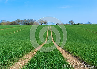 Tractor marks left in a field of newly sown crops. Stock Photo