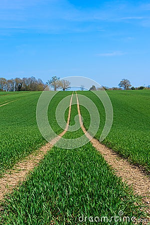 Tractor marks left in a field of newly sown crops. Upright Stock Photo