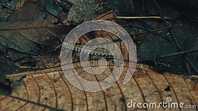 Tractor millipede alias Polydesmida walks across the forest floor with red velvet mite parasites on his back Stock Photo