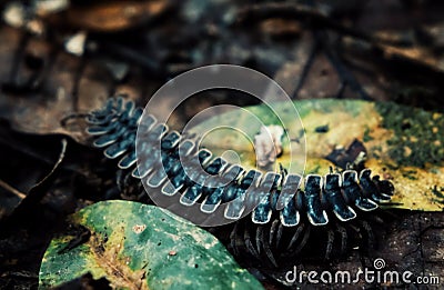 Tractor millipede alias Polydesmida walks across the forest floor Stock Photo