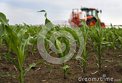 Tractor spraying corn field Stock Photo