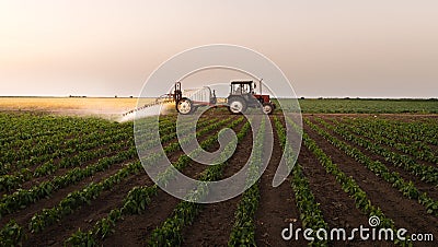 Tractor spraying vegetable field in sunset Stock Photo