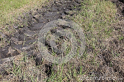 Tractor Tire Tracks in Field with Mud and Grass Stock Photo