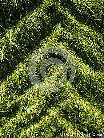 Tractor tire tracks in grass Stock Photo