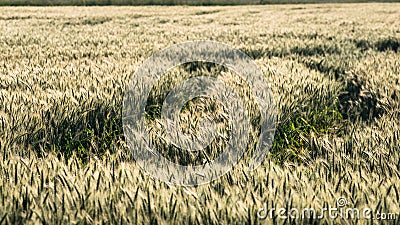 The tractor tracks on the grain field Stock Photo