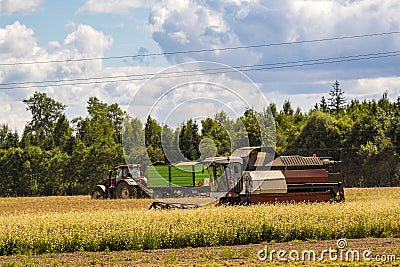 Tractor and trailer moves in a field with working combine harvester Stock Photo