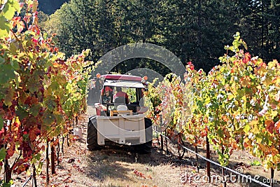 Tractor In Vineyard Row Stock Photo