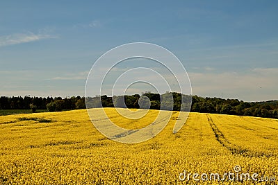 Tractors trails across field of oil seed rape Stock Photo