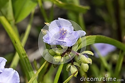 Tradescantia andersoniana group `Little Doll Stock Photo