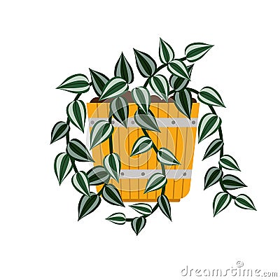 Tradescantia house plant in flower pot Vector Illustration