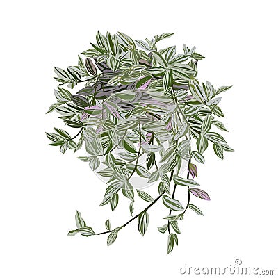 Tradescantia with motley leaves Vector Illustration