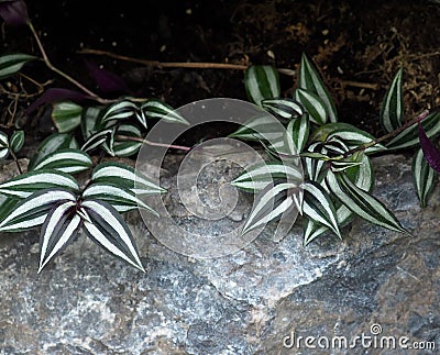 Tradescantia Zebrina Or Wandering Jew Plant Stock Photo