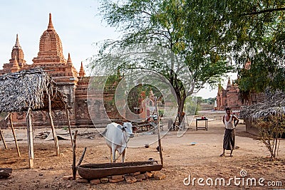 Traditional asian farmer in bagan Editorial Stock Photo