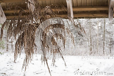 Traditional Baltic winter solstice decor of natural reeds for countryside house with snowy field o background Stock Photo