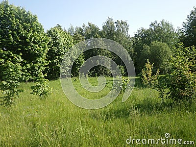 A traditional Belarusian or Russian landscape with a meadow and trees on it. Stock Photo
