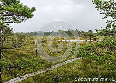 Traditional bog landscape with wet trees, grass and bog moss during rain, pedestrian wooden footbridge over the bog, foggy and Stock Photo