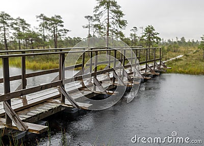 Traditional bog landscape with wet trees, grass and bog moss during rain, pedestrian wooden footbridge over the bog, foggy and Stock Photo