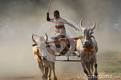 Traditional Bullock Cart Race Editorial Stock Photo