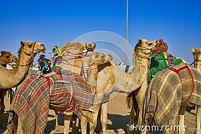 Traditional camel dromadery race Ash-Shahaniyah Qatar Stock Photo