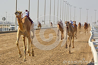 Traditional camel dromadery race Ash-Shahaniyah Qatar Stock Photo