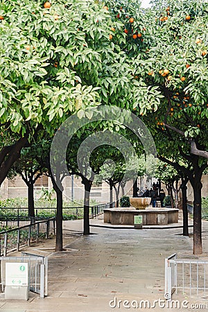 Traditional castle yard with orange trees in Barcelona, Spain Editorial Stock Photo