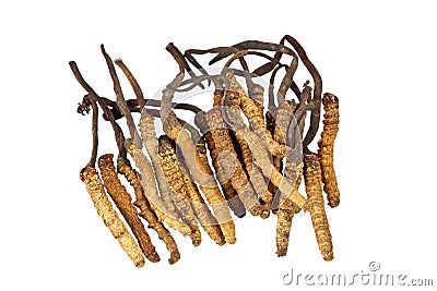 Traditional Chinese Medicine - Cordyceps sinensis Stock Photo