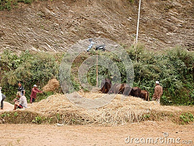 Traditional cultural antique retro vintage milling rice life of napali use cow for milling rice process at countryside rural hill Editorial Stock Photo