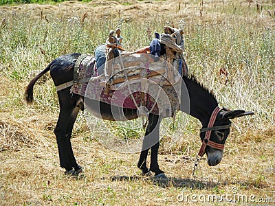 Traditional equiped donkey Stock Photo