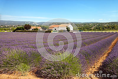 The traditional farm of lavender in Provence Stock Photo