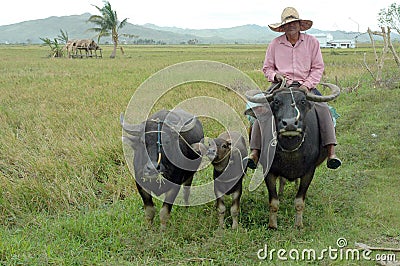 Traditional farmer in rice field sitting on the buffalo, Banaue, Philippines Editorial Stock Photo
