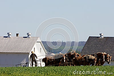 Traditional Farming with Plow Horse Stock Photo