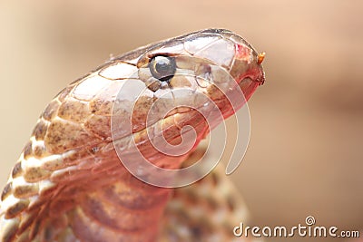 Traditional festival to worship snakes goddess marked in India. Stock Photo