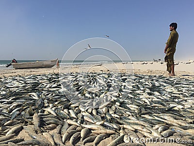 Traditional fishing in Oman Editorial Stock Photo