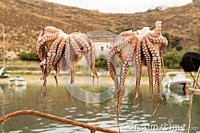 Traditional greek food Octopus drying in the sun Stock Photo