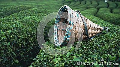 Traditional harvesting wicker conical basket on rows of Turkish black tea plantations in Cayeli area Rize province Stock Photo