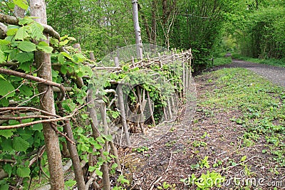 Traditional hedge fencing Stock Photo