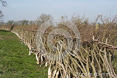 Traditional hedge laying in England Stock Photo