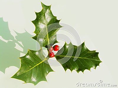 Traditional Holly Stock Photo