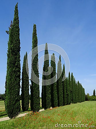 Field with cypresses in Tivoli. Italy. Stock Photo