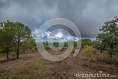 Traditional landscape of the Alentejo with cork trees, Portugal Stock Photo