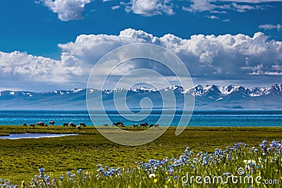 Traditional pasture in the high mountains. Kyrgyzstan. Song Kol Lake Stock Photo