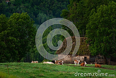 Traditional picturesque countryside barn house with some cows sitting in front of it Stock Photo